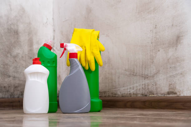 Why You Should Choose Our Mold Remediation Services in Conway, SC